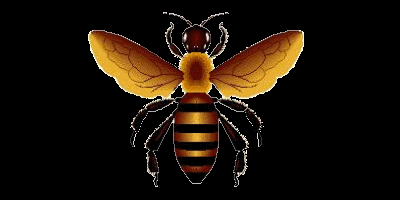 wasp.gif